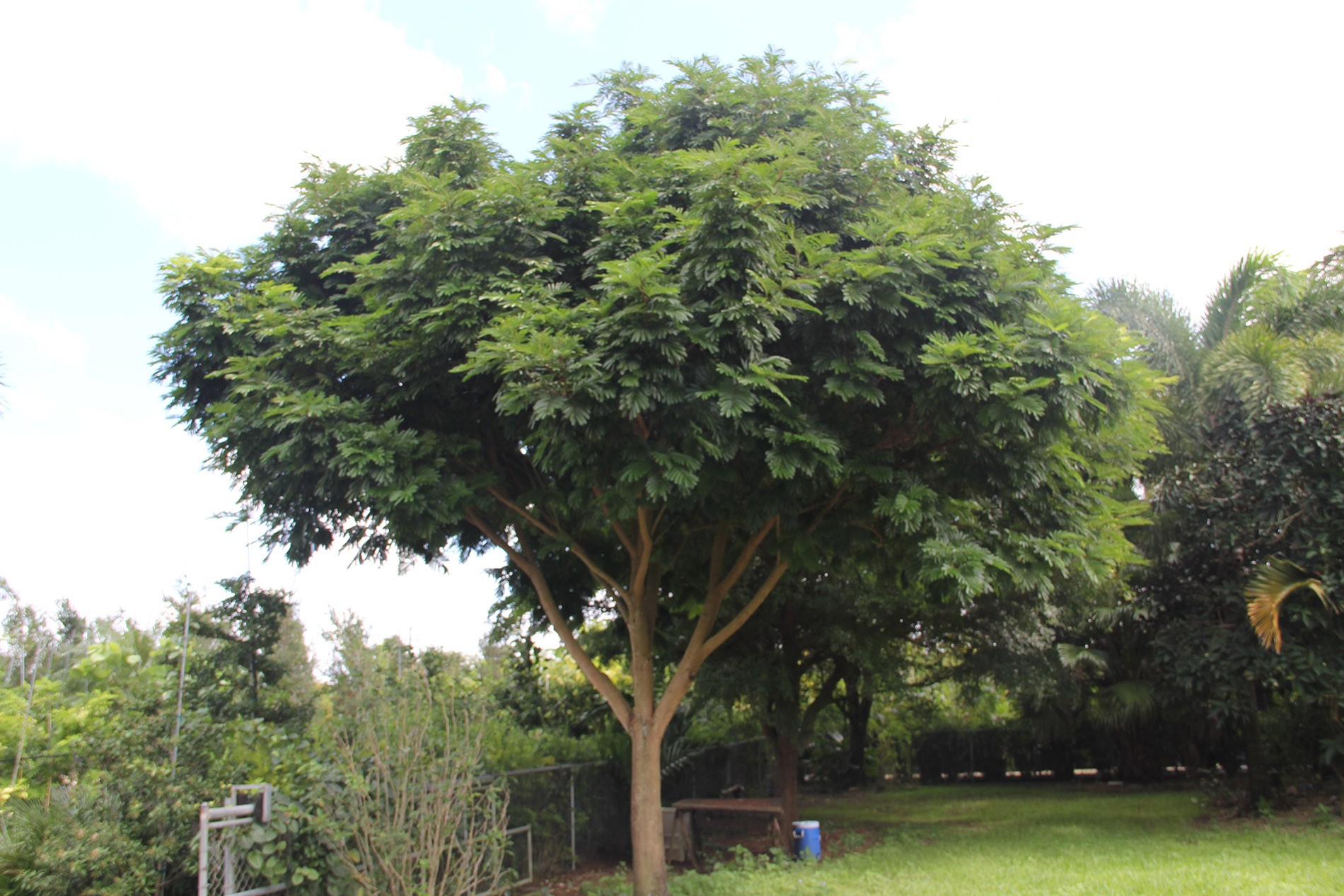 Árbol Loritos