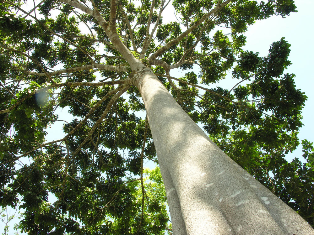 Árbol de Nene