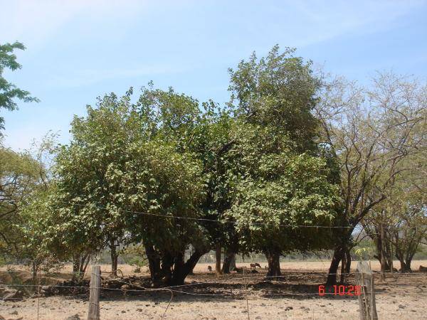 Árbol de Papaturro