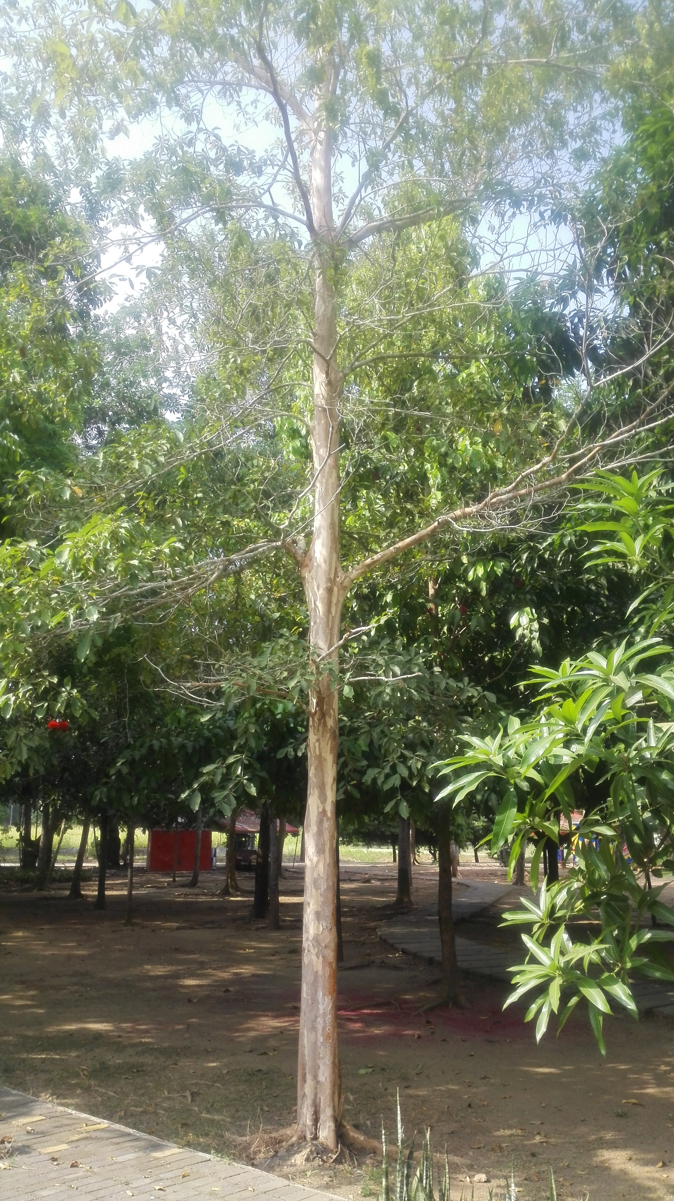 Árbol de Sura 