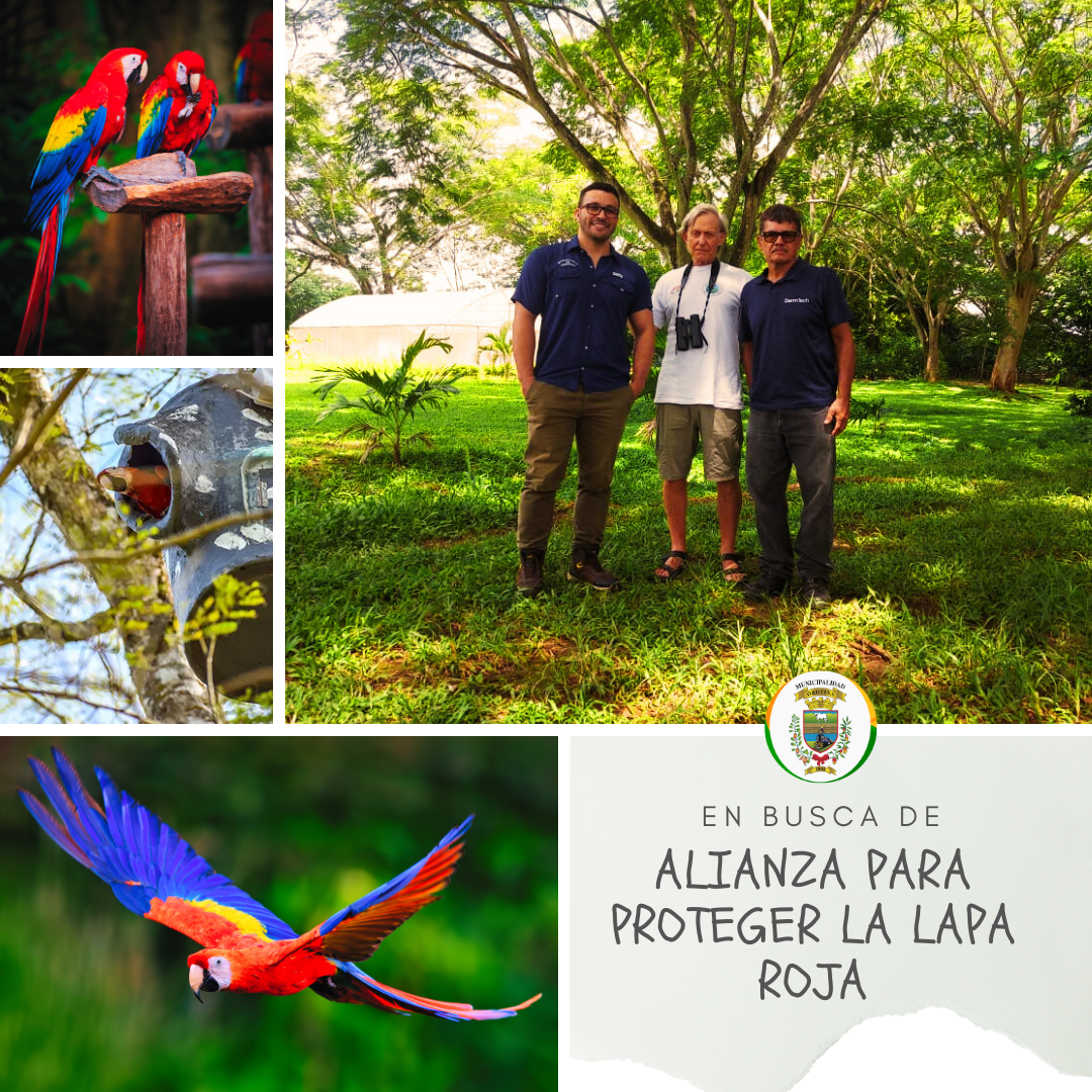 ¡?? EN BUSCA DE ALIANZA PARA PROTEGER A LA LAPA ROJA